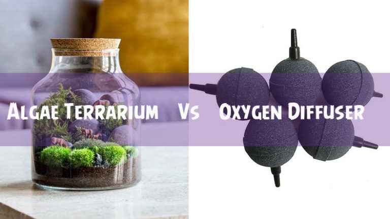 Algae Terrarium Vs Oxygen Diffuser | Comparison