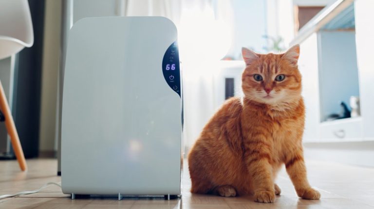 How to Tell If Dehumidifier is Working – A Comprehensive Guide